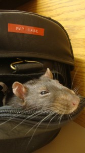 Lizzy's pet rat at the Western Washington University library