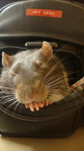 Lizzy's pet rat at the Western Washington University library