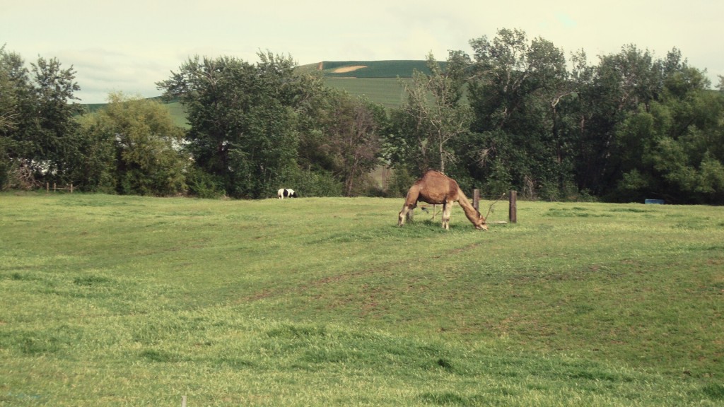 lizzy's sister camel, izzy