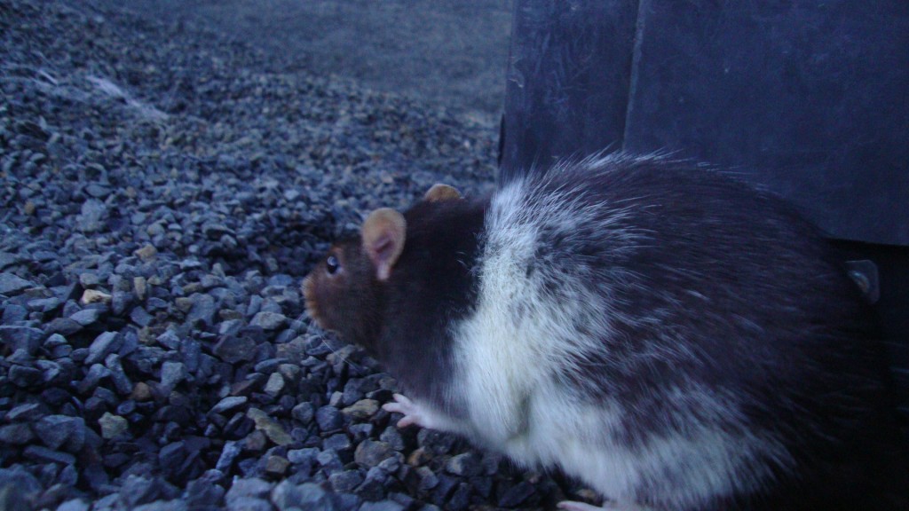 Denali my bicycle touring pet rat