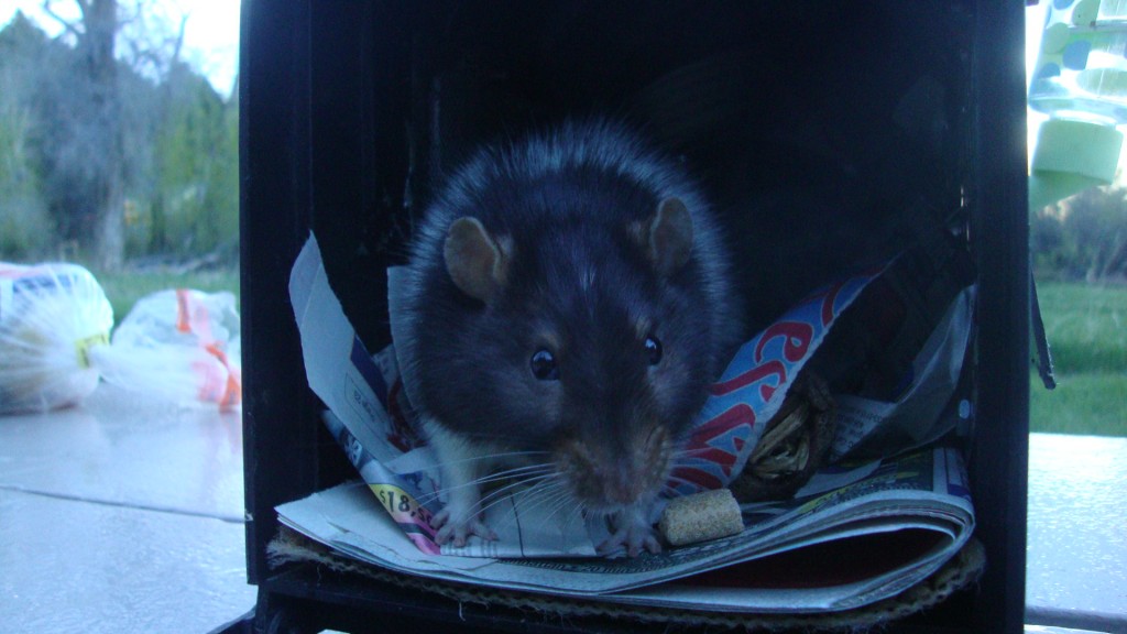 Beef got to sneak around & steal food from us