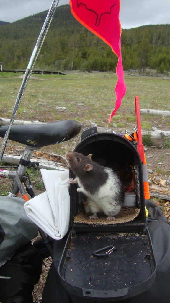 beef is a bonified tour rat now