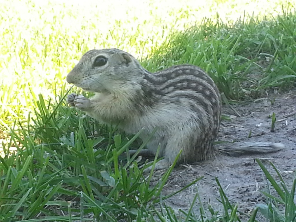 where are your ears you cute little thing?