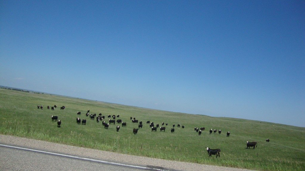 cows is always staring at us.