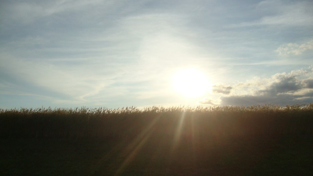 Maybe this was from that day... who knows.