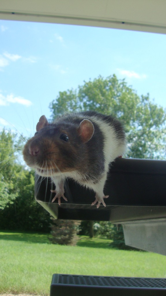 you can't see it. but just trust me. he looks like a goob.