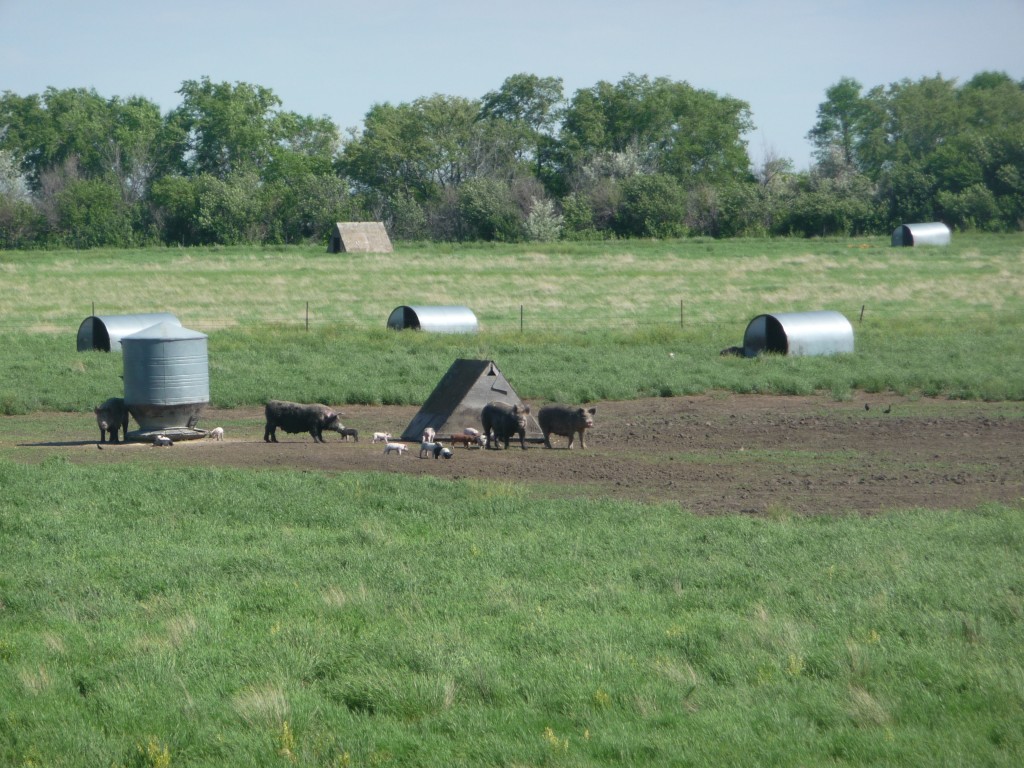 A free-range piggy farm in South Dakota