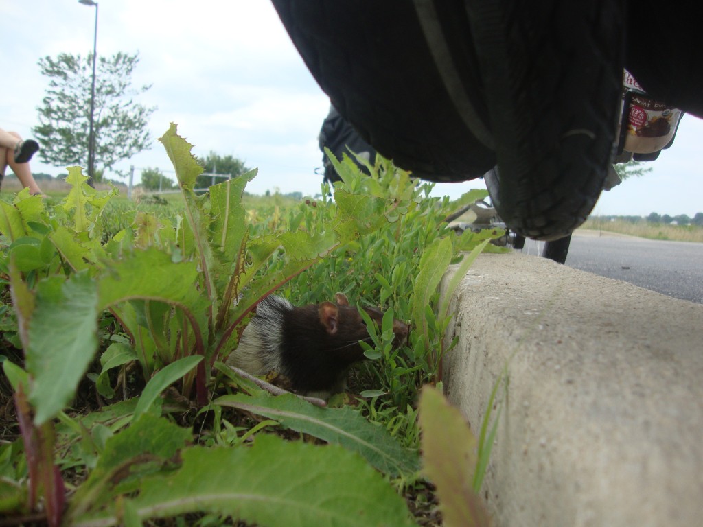 Beef practiced his camouflage skills as we waited for the reporter to meet us.