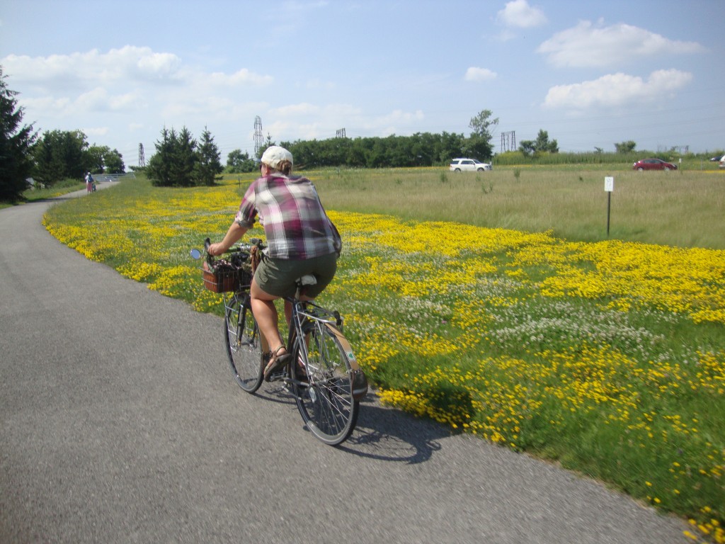 zipping alongside bright yellow flowers