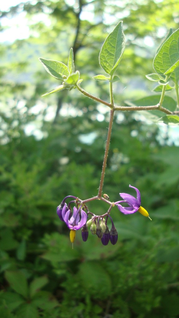 I found a pretty flower. Master Gardeners, what is this??