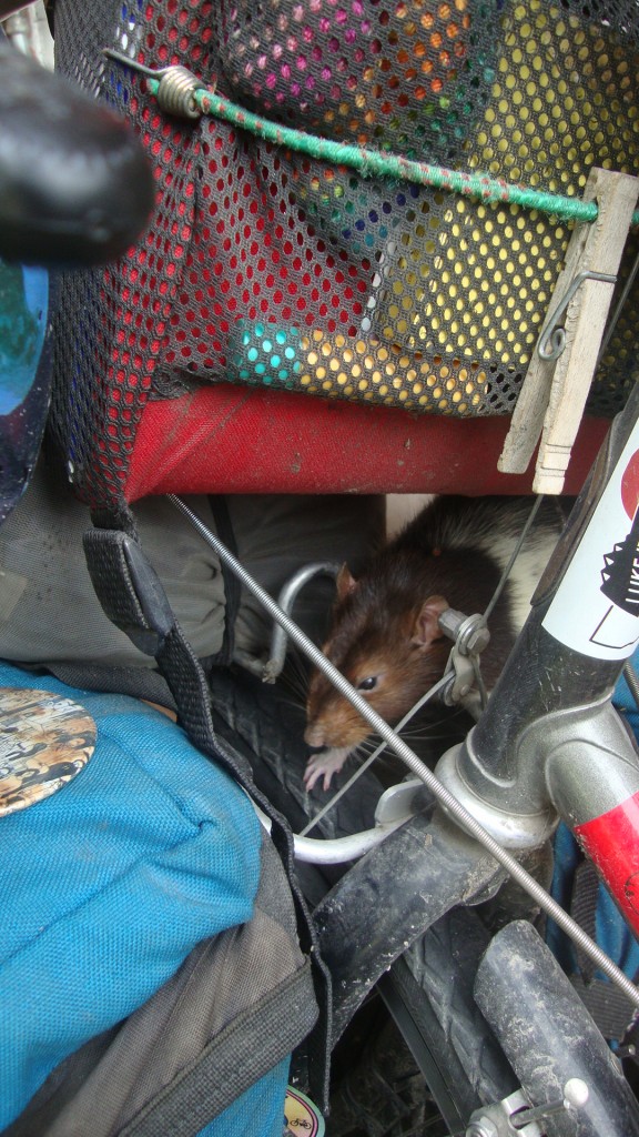 He likes to clamber around my scoot