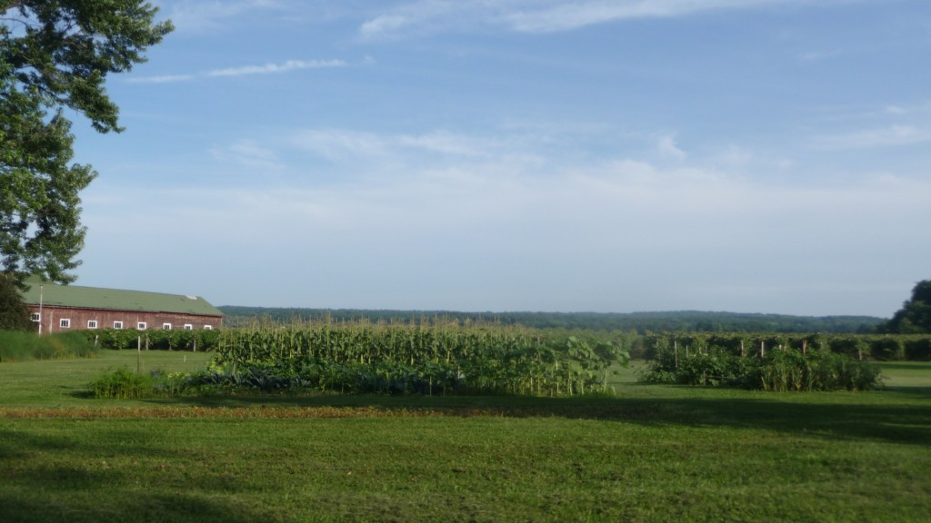 Corn feild in new york