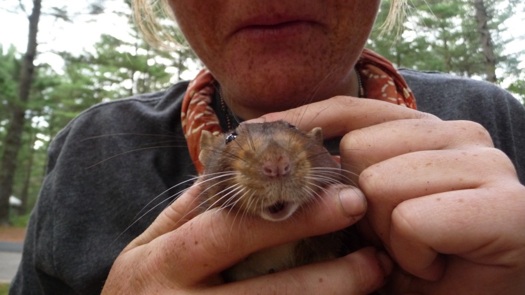 Rat gets pets