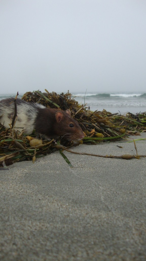 Cap'n Beef trying out the sand