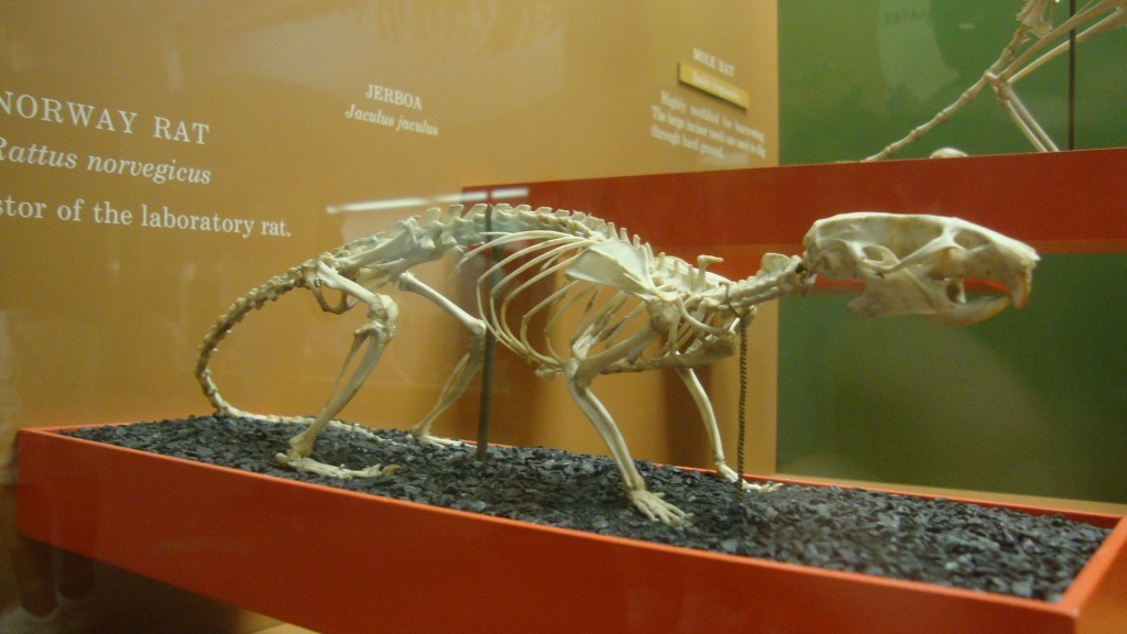 Rattus norvegicus. aka Beefie.