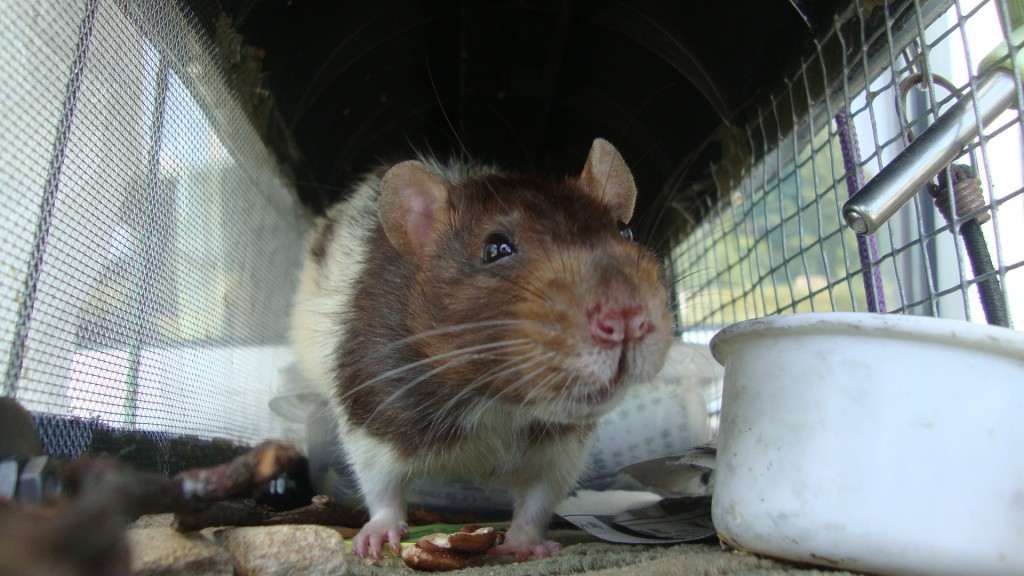 mmm, walnuts? don't mind if I do!