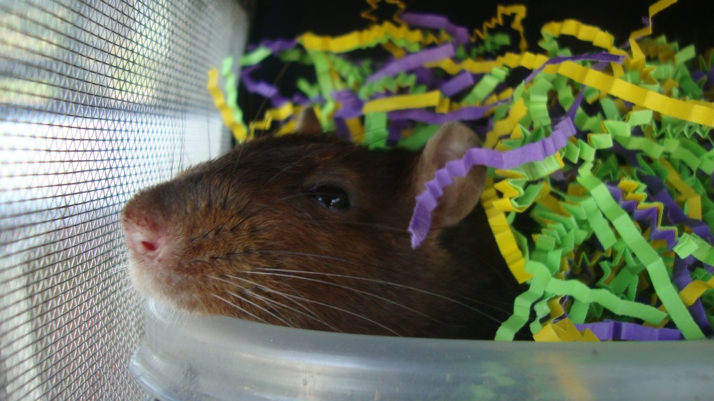 happppy beef! he says thank you too!