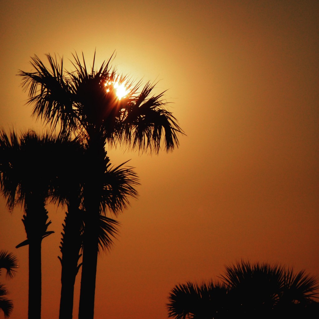 palm tree sunset