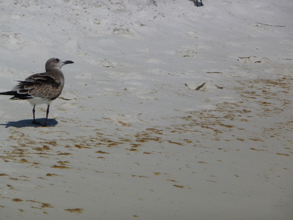 a seagull at the gulf