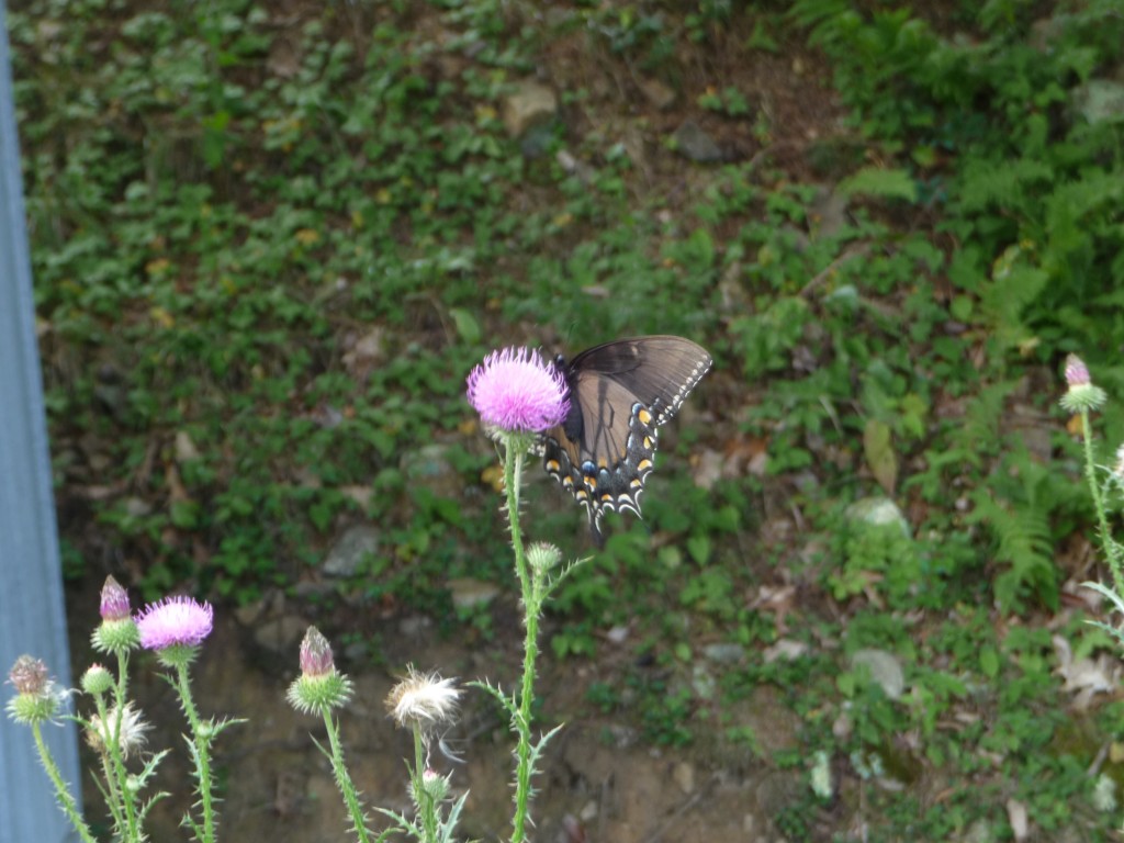 Butterflies are common around here. My favorite are the blues ones, but I haven't got a pic. yet