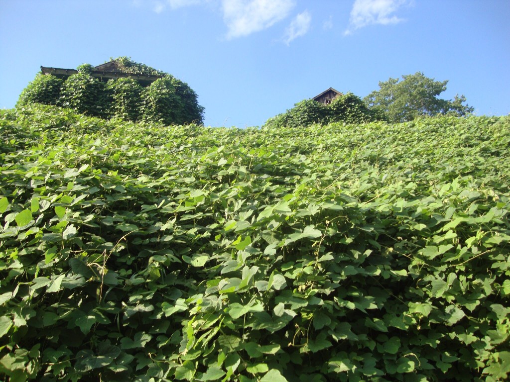 Virginia creeper