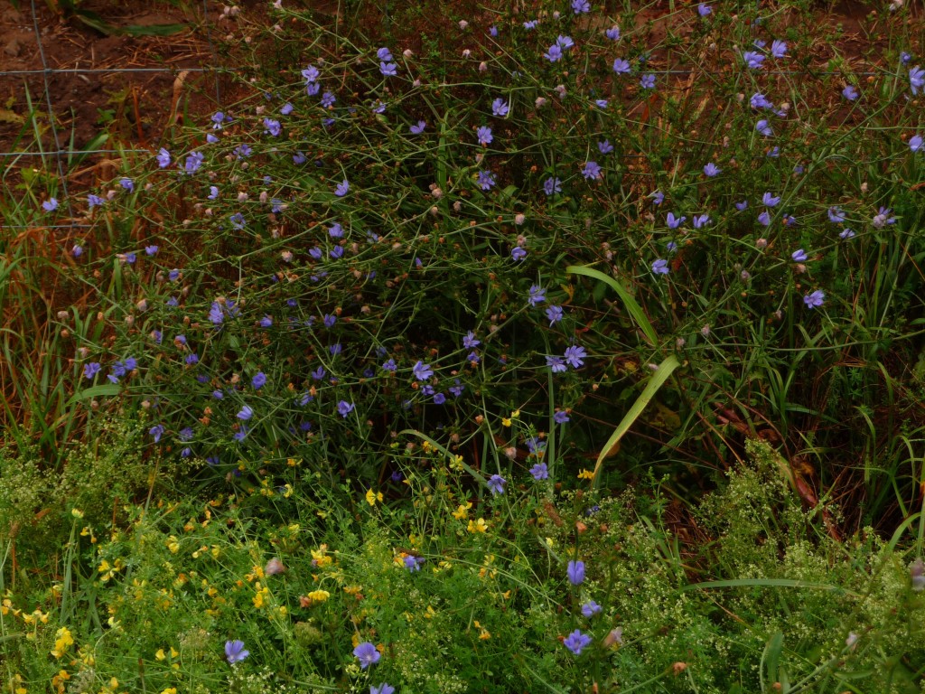 Beautiful wildflowers
