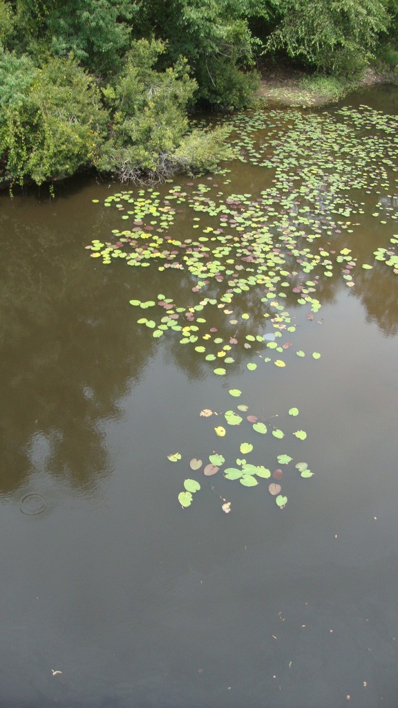 here's a swampy photo to break up all this incessant talking!