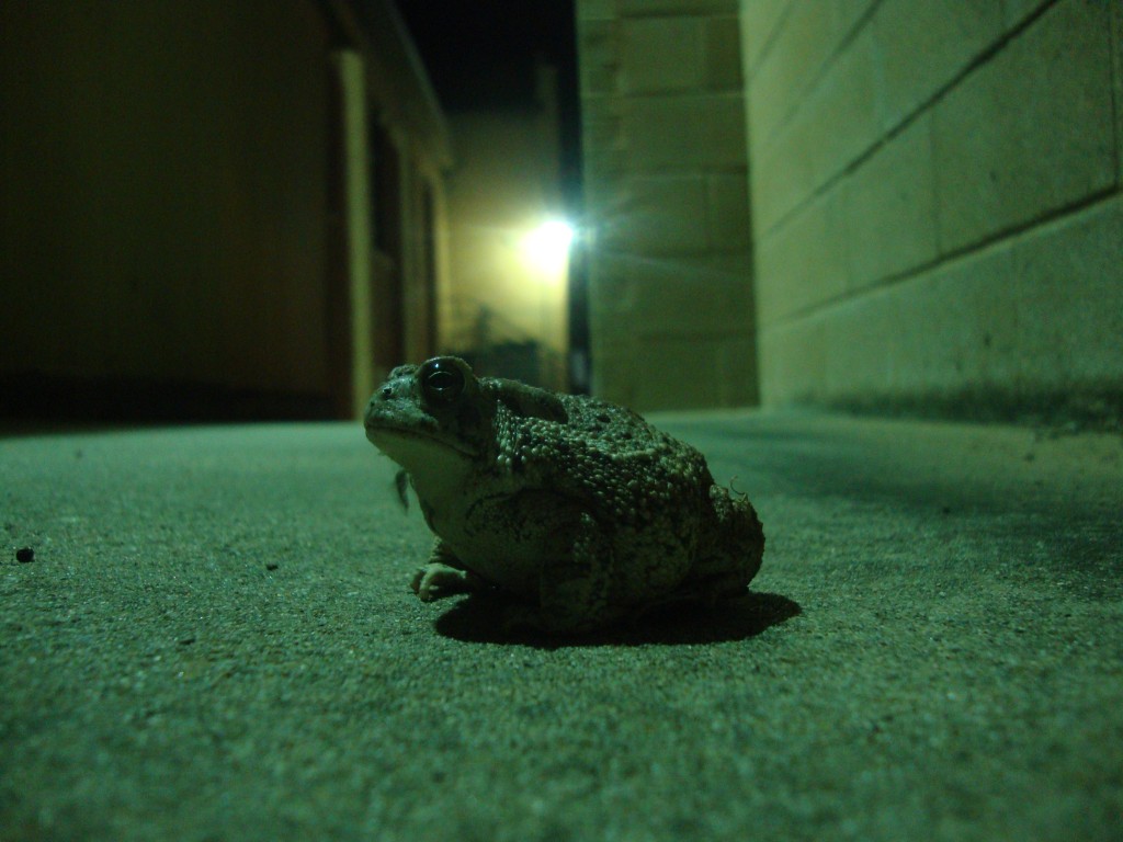 this toad guarded the tent for me.