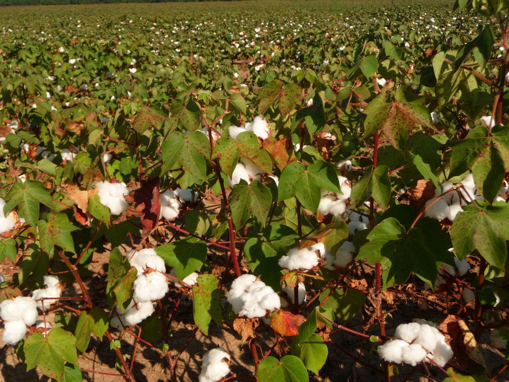 there was cotton though!