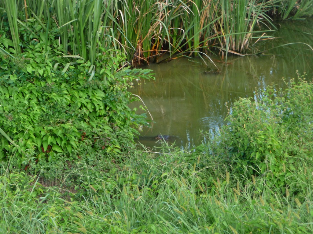 we spotted an alligator in a roadside ditch at one point