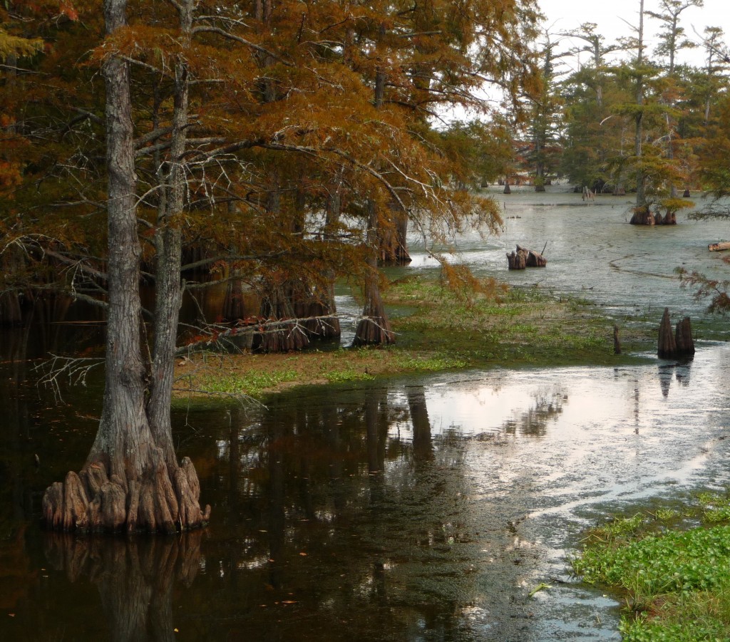 thar be swamps out here, mateys