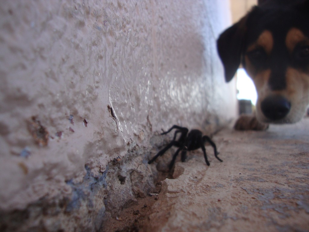 also a tarantula...