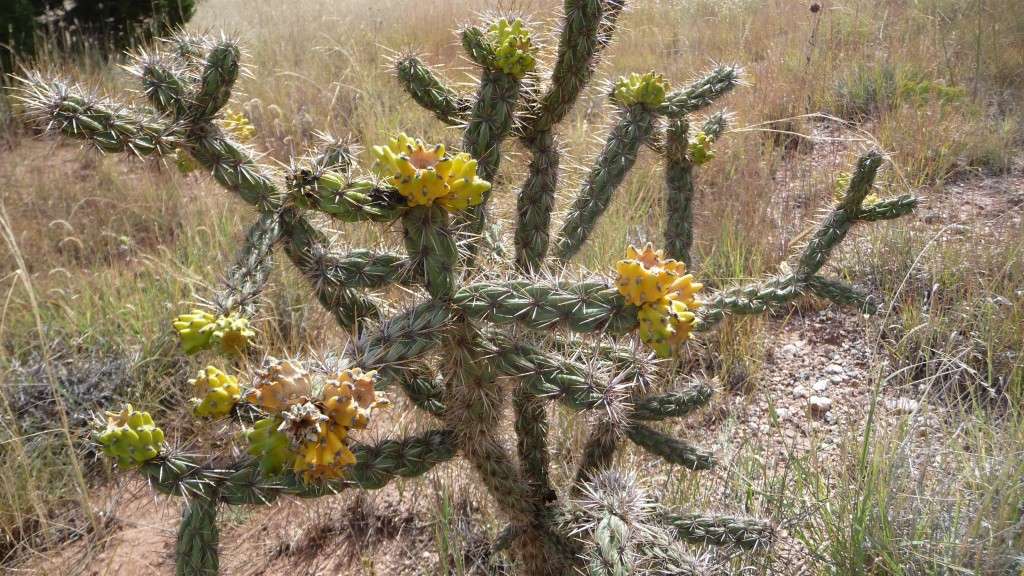 Cactus in bloom