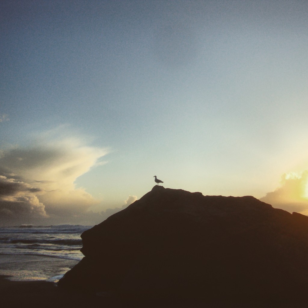 poser bird at the beach