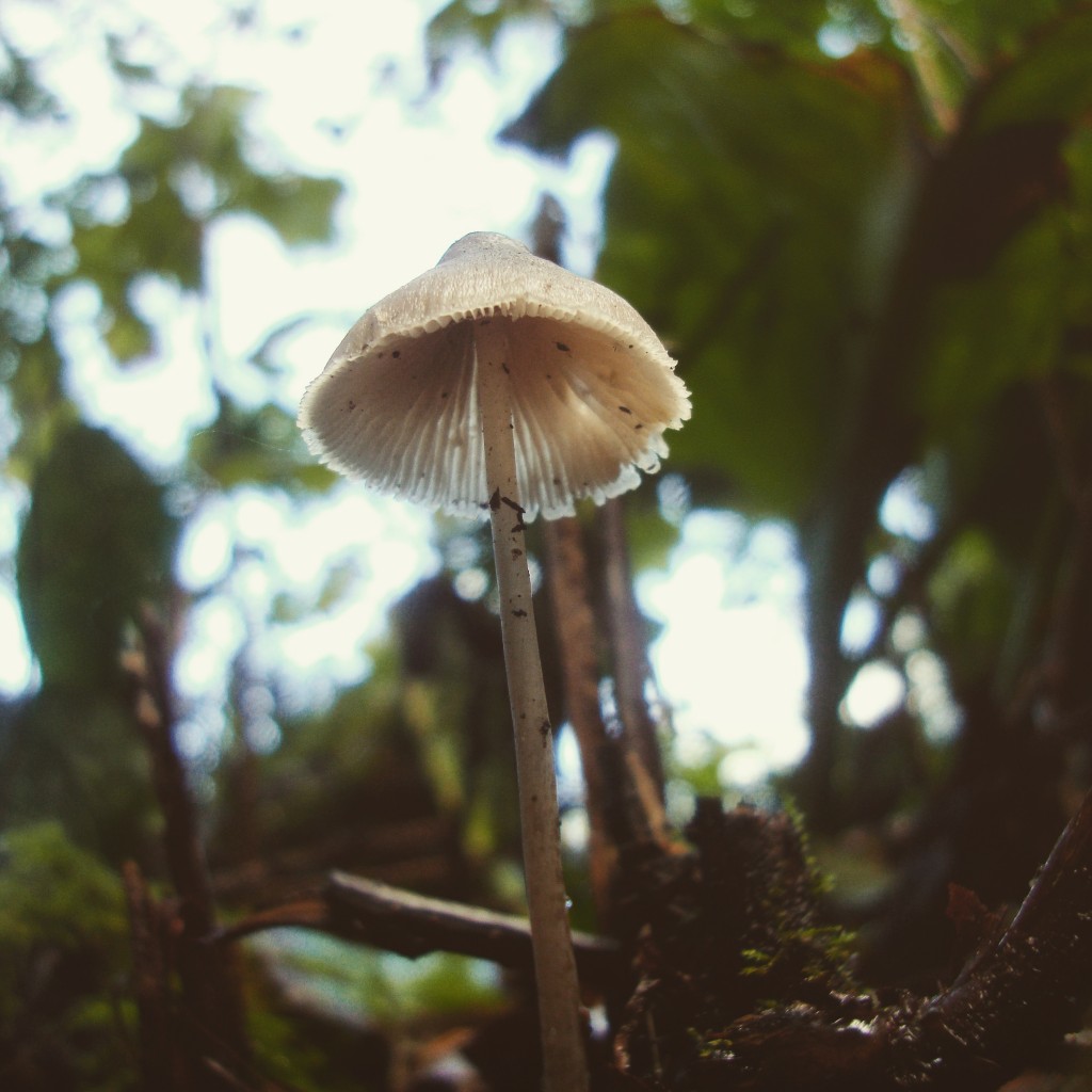 just little fellas