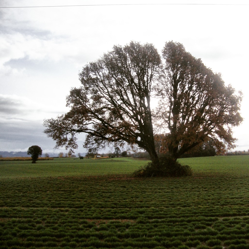 my brain trees on hwy 18