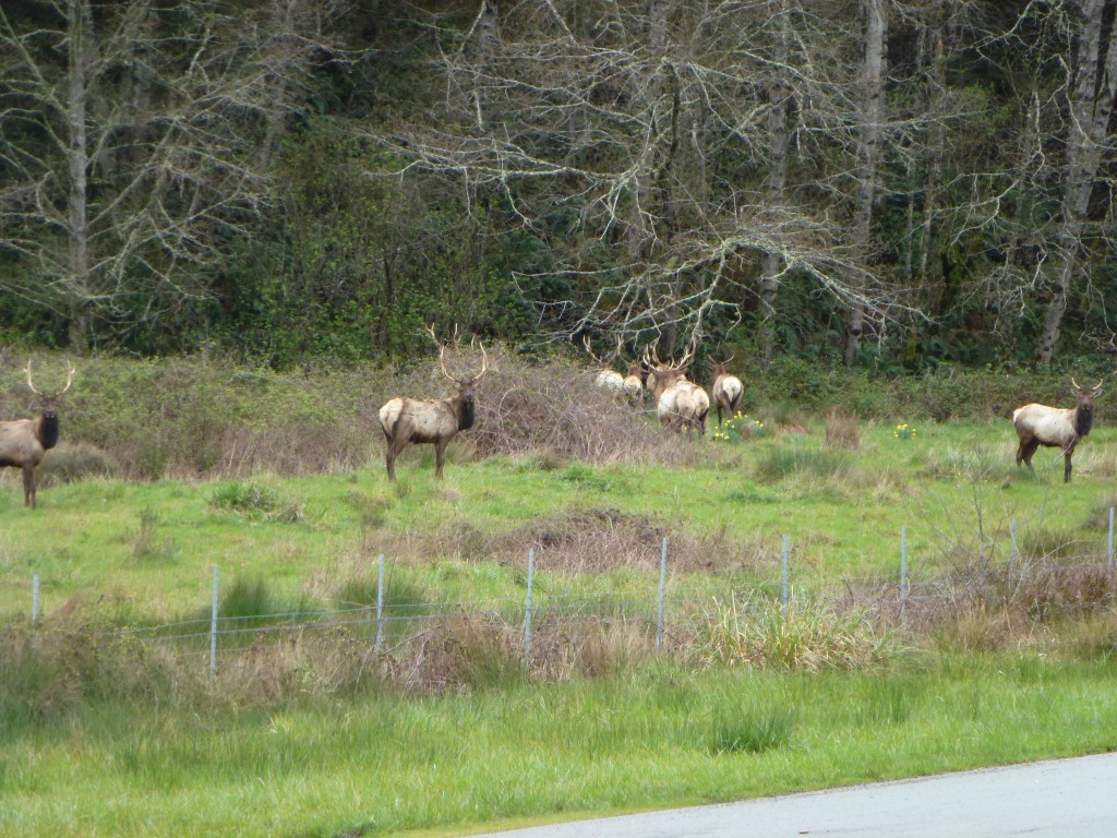 Elk friends
